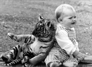 Circus tiger cub