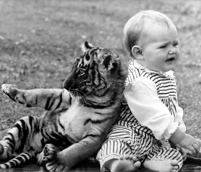 Circus tiger cub