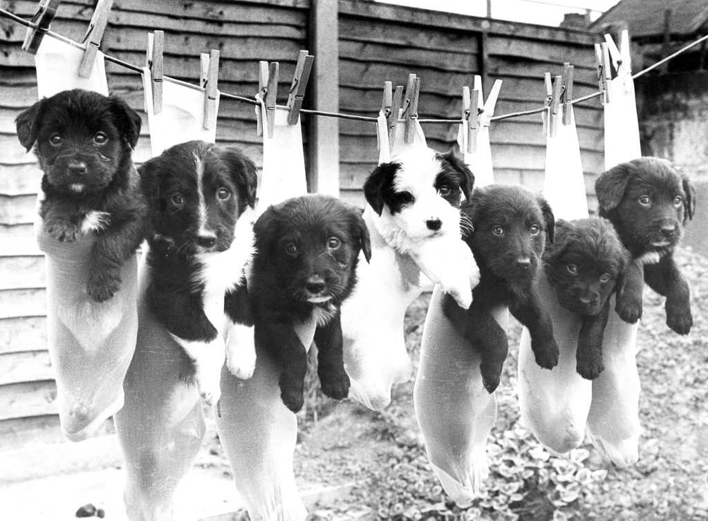 Seven puppies on washing line